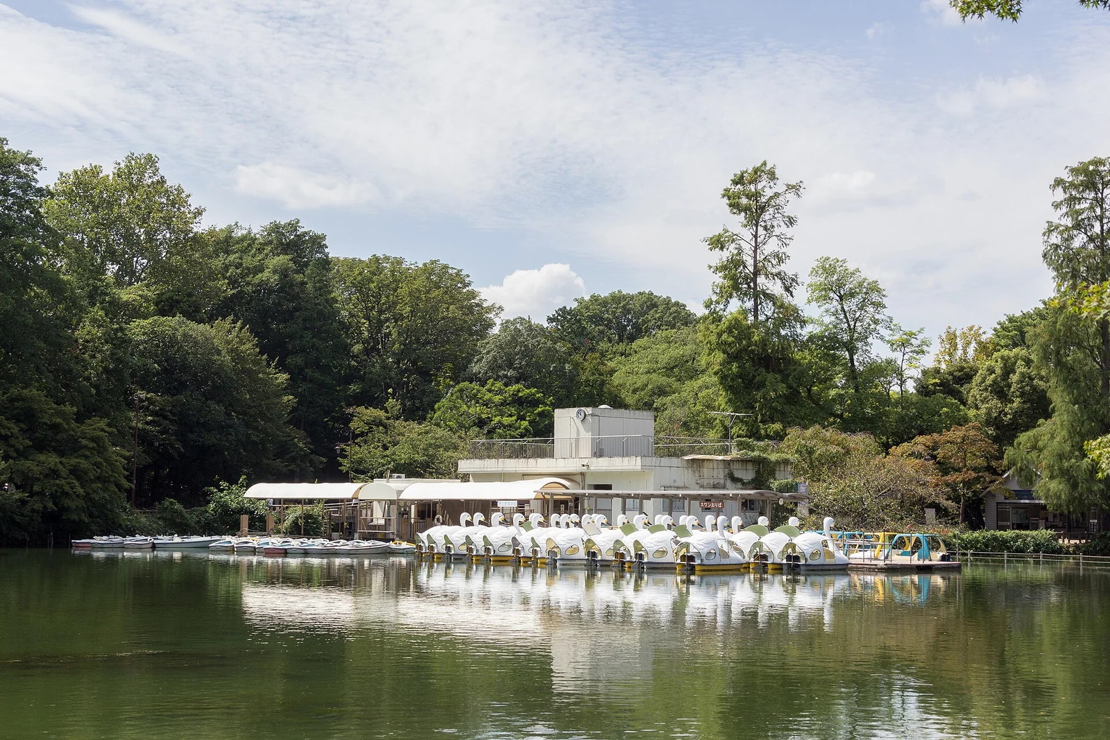 Swan boats on Inokashira Pond — the iconic pond at Inokashira Park, the side-trip that pairs with most Ghibli Museum visits