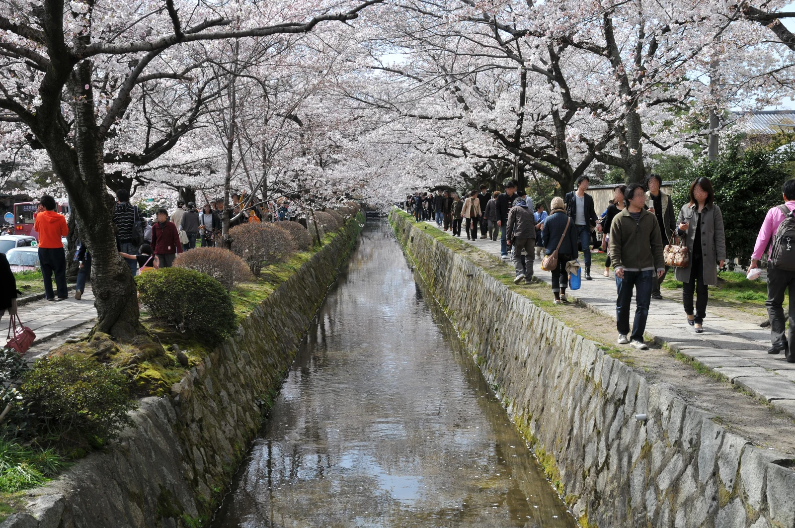 Tetsugaku no Michi (Philosopher's Path) in Kyoto with cherry blossoms along the canal — a recurring K-On!-era scenery anchor