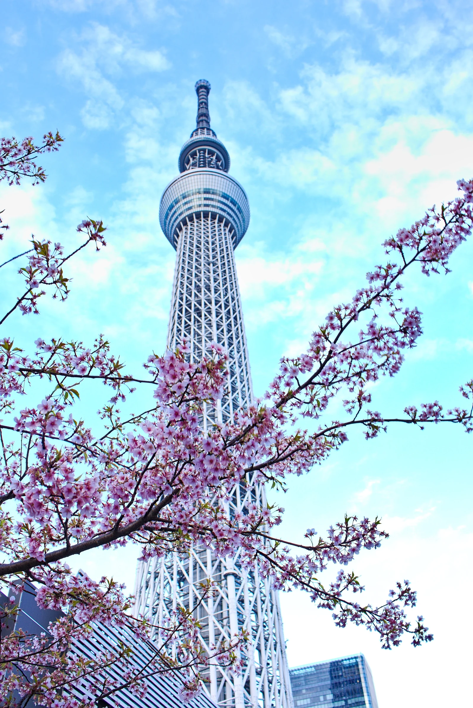 Tokyo Skytree in spring — the host venue of the Spy×Family Tower 2026 collaboration and a frequent SPY×FAMILY pop-up backdrop