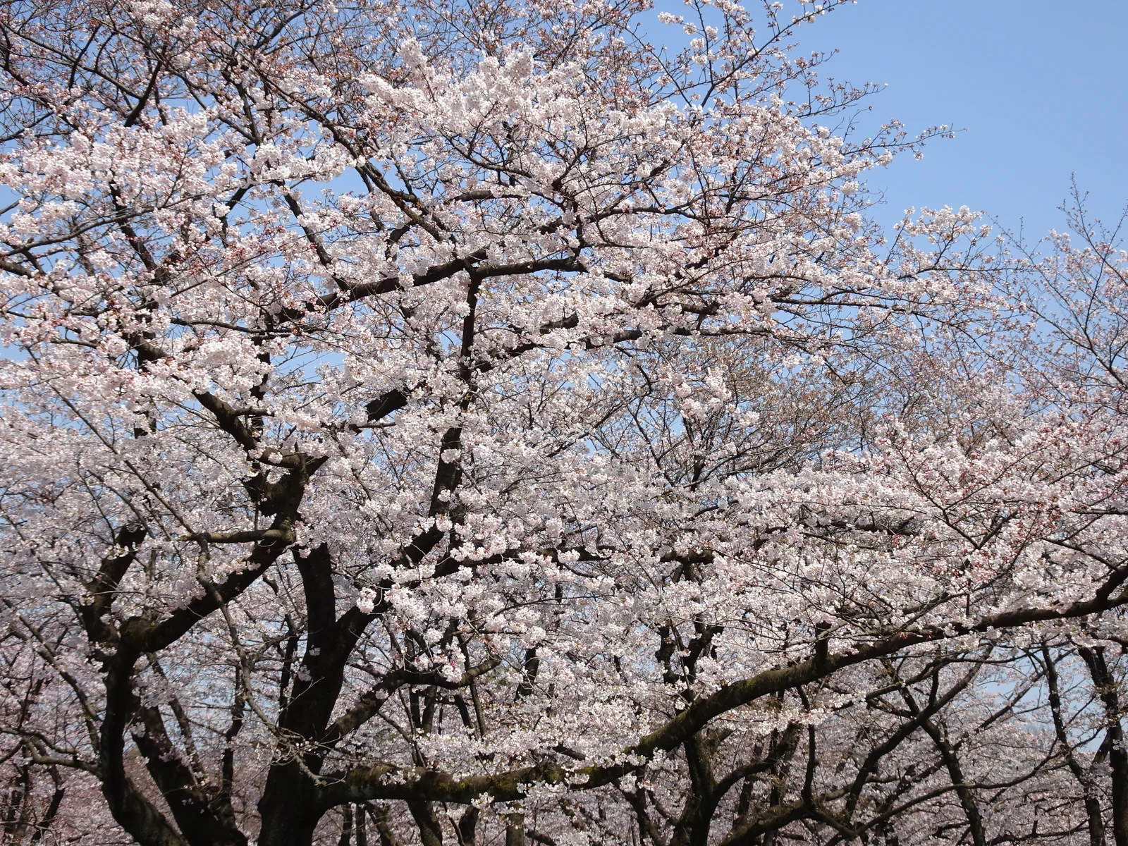 Yoyogi Park in spring with cherry blossoms in full bloom, the green expanse adjacent to the Sendagaya / Hatonomori area where Weathering With You's rooftop and shrine scenes are set
